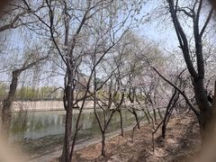 -桃花堤公园