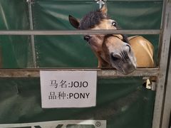 -李振强马术运动推广中心(南城店)