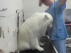 -达爱动物医院·犬猫分区·CT·复杂眼科(远洋山水分院)
