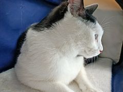 -佳怡动物医院·平价24小时·猫专科骨外科