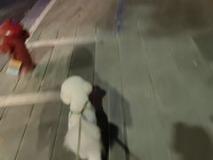 -瑞鹏宠物医院·微创内窥镜·骨外科·牙科(翠竹分院)