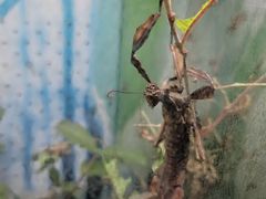 -上海大自然野生昆虫馆(东方明珠·爬宠昆虫探索中心)
