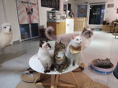 -Heymao猫咖.咖啡厅(东门店)
