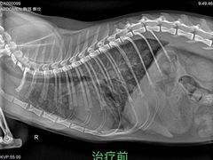 -立德动物医院·24小时中心(番禺区院区)