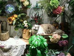 -共舞时光猫咖·狗咖(新街口店)