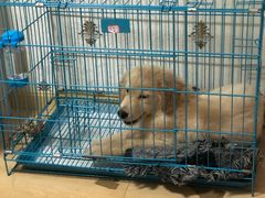 -翊宠yipet猫狗购宠庄园犬舍•猫舍