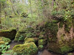 -五营红松林海景区