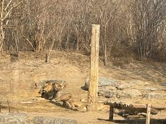 -北京野生动物园