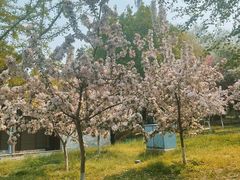 -长白岛森林公园