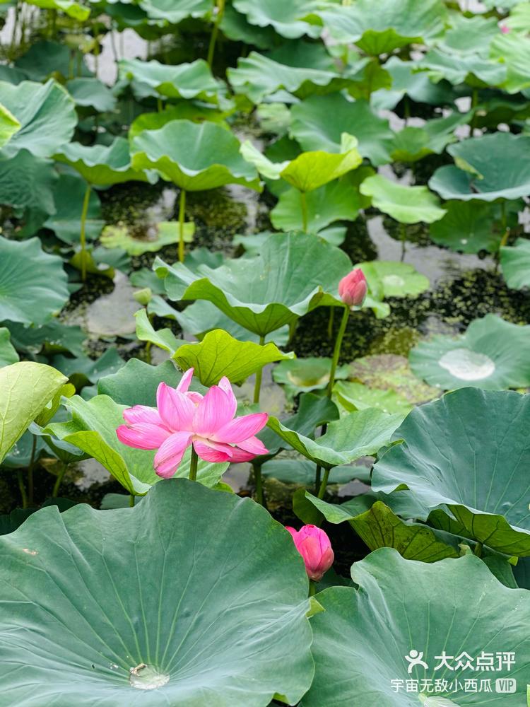 来管社山庄看荷花03