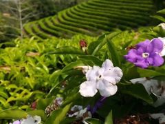 -东部华侨城