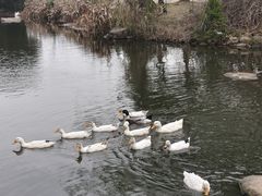 -新江湾城公园