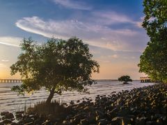 -宝安西湾红树林湿地公园