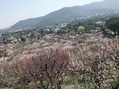 -香雪海