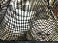 -纳吉亚猫专科动物医院·北北分院