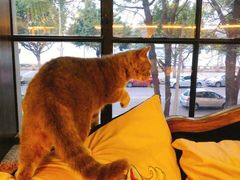 -more than meow吴止猫主题餐厅(承德 中船汇店)