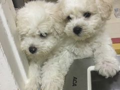 -美联众合动物医院·24h京西诊疗中心