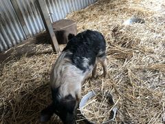 -费瑟代尔野生动物园