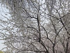 -桃花堤公园
