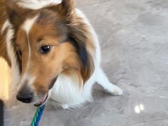 -贝康宠物医院·犬猫全科·小动物特色诊疗中心(东环路店)