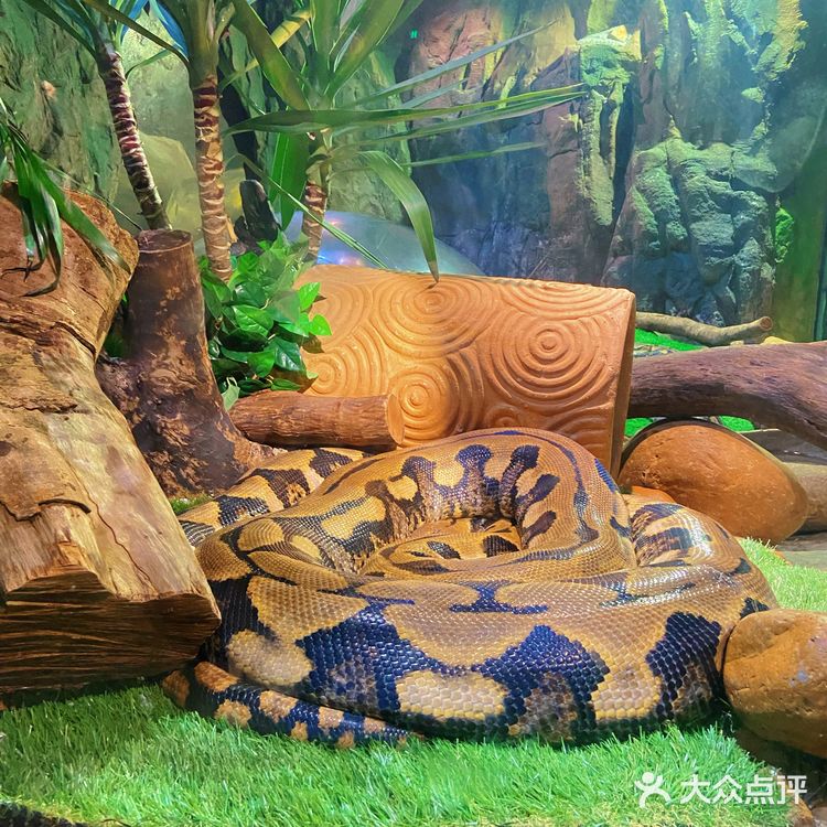 🦒长隆野生动物园游玩攻略｜拒绝踩坑❌注意事项大总结