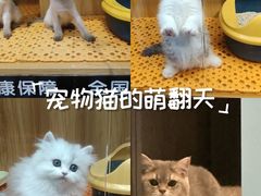 -欣宠猫屋·矮脚拿破仑·蓝金金渐层