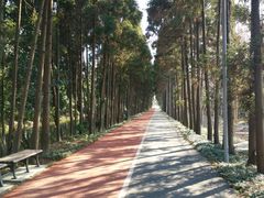 -上海长兴岛郊野公园