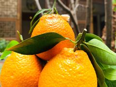 -南堂小馆·川菜馆(德商国际店)