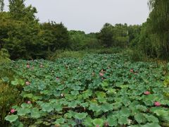 -昆山城市生态森林公园