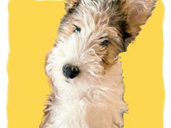 -派特宠物医院(圆融广场店)