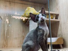 -山宅一喵德文卷毛猫舍