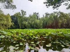 -近春园遗址