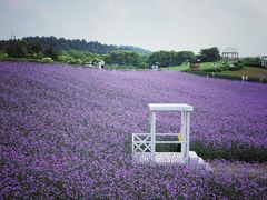-大塘金香草谷