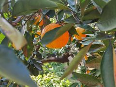 -前小桔亲子创意农场·草莓采摘·露营烧烤