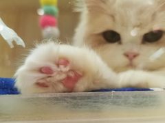 -momokira米努特·德文卷毛猫·棉花面纱犬
