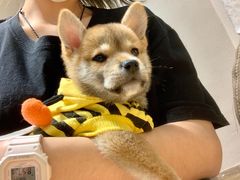 -逗柴咖啡屋·狗咖猫咖宠物桌游