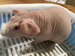 -藦茜花园宠物主题亲子互动体验馆(国顺东路店)