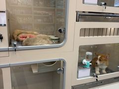 -唐小姐の私宠·宠物洗护美容·撸猫馆·购宠(周浦万达旗舰店)