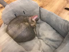 -袖虎·猫馆(体育西路店)