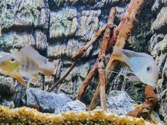 -上海海洋水族馆