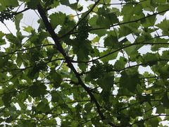 -白鹿原葡萄主题公园