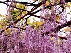 -嘉定紫藤园