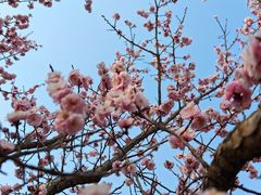 -梅花山(明孝陵内)
