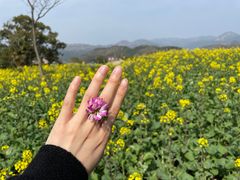 -桑洲油菜花景区