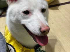 -逗柴咖啡屋·狗咖猫咖宠物桌游