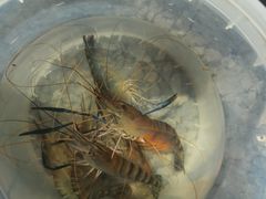 -DGE季风钓虾营地·团建·聚会