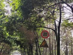 -铁山坪森林公园