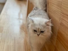 -猫腻·猫咖·撸猫馆(星光大道店)