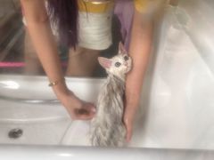 -十年猫舍·猫咪专门店(普陀店)