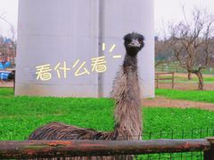 -秀丽东方